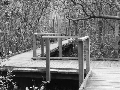 Boardwalk through mangroves