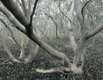 Mangroves in Bicentennial Park