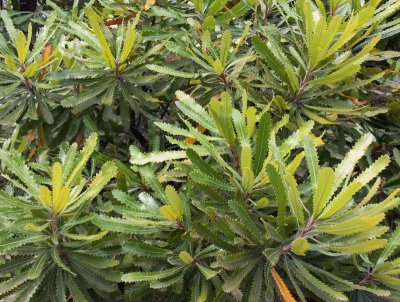  Banksia foliage