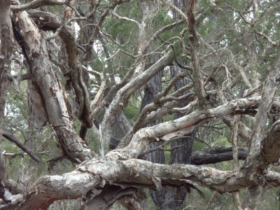 Paperbark branches