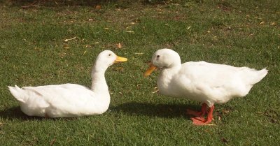  Introduced ducks