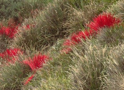 #85: Lomandra longifolia  red
