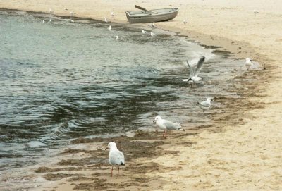  A quiet place for gulls