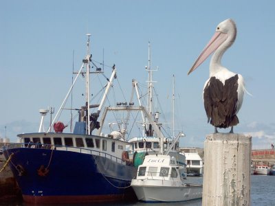  Superintendent, Wollongong Fishing Fleet