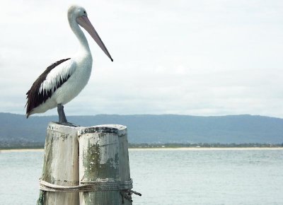  Wollongong Harbourmaster Pelican