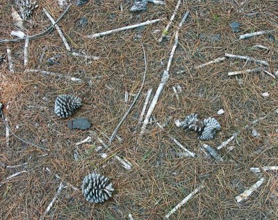 Forest floor