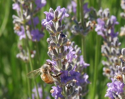 Bee in herb garden