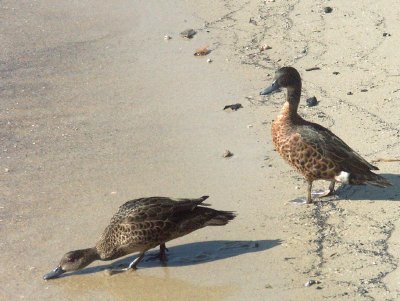 Beach Ducks on Australia Day