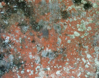 Lichen on a sandstone boulder