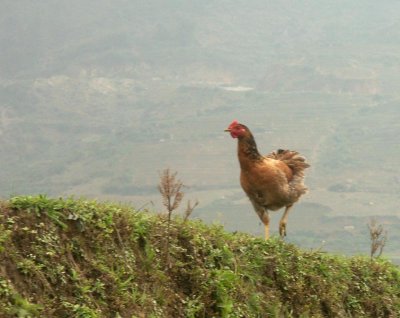 On edge of terraced rice field