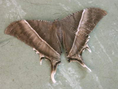 Large moth at breakfast