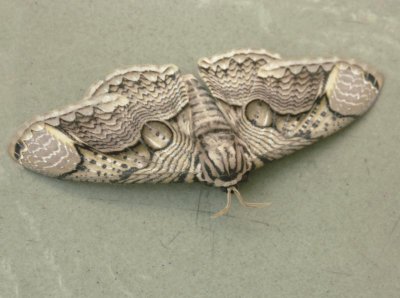 Example of mimicry
