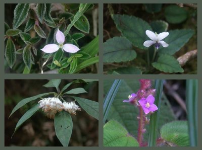 Four flowers seen on Rhododendron Walk