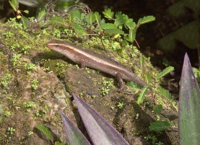 Skink in a garden