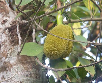 Jackfruit and black pepper