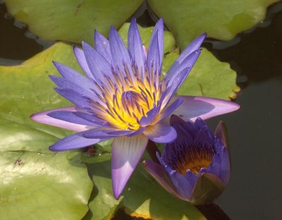 In the resort garden