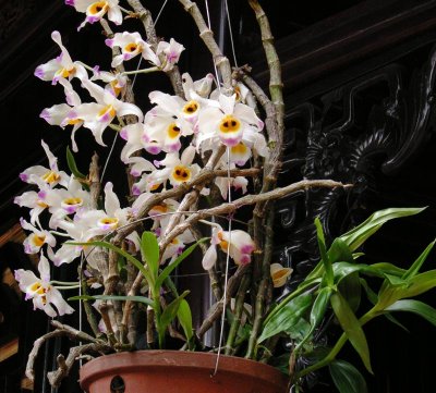 Orchids