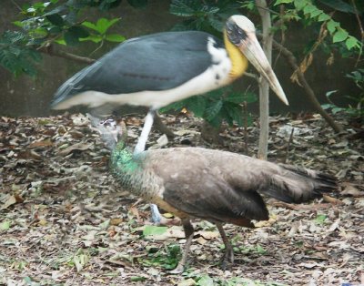 Close encounter of the bird kind