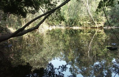 Forest Pool