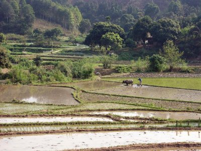 Rice Fields, Vietnam