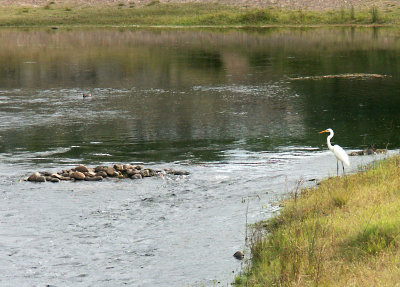 Beside the Yarramundi Bridge