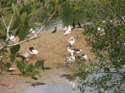 Area reserved for birds