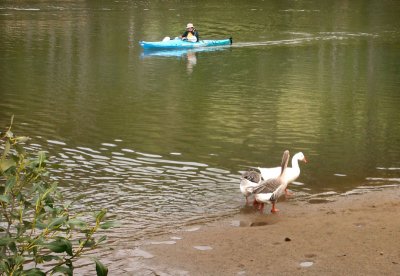 One canoe, two geese