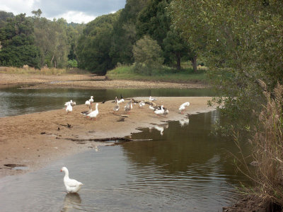 Canoes gone, birds back