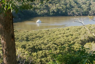 Anchorage near Mangroves