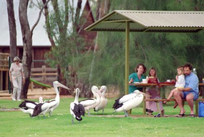 Feeding the Pelicans