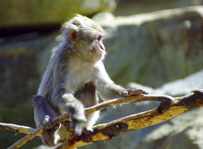 Macaque in City Park Zoo