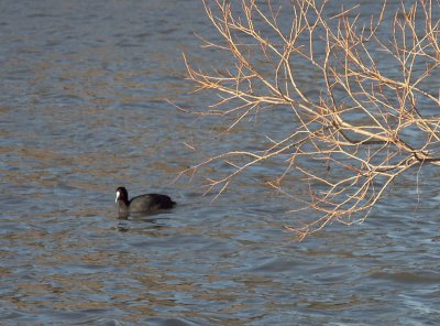 Canberra coot