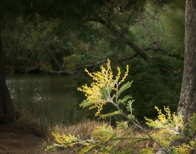Wattle beside the river