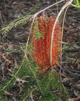 Banksia ericifolia