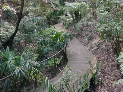 Rainforest walk