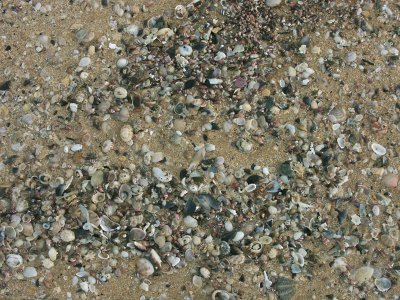 Shells on a beach