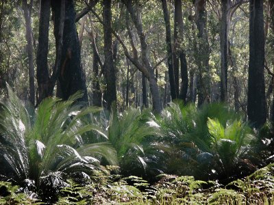 Cycads in a forest