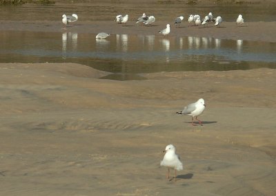 Gulls on a sandbank