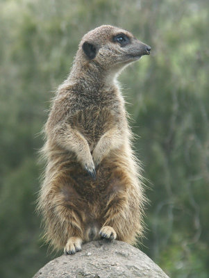 Sentinel Meerkat