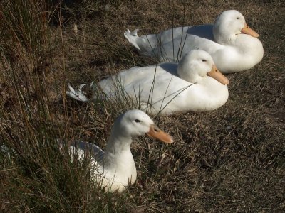 Three white ducks in the sun