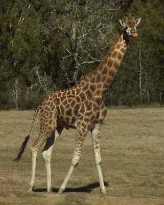 Giraffe