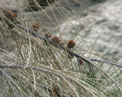 Casuarina detail
