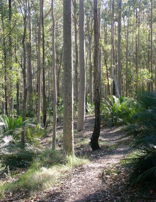 Scenic Forest Walk  Regrowth