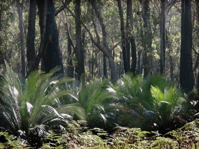 Cycads in the forest