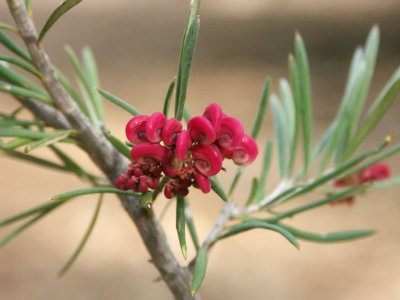 Grevillea rosmarinifolia