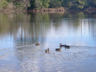 Ducks in retreat