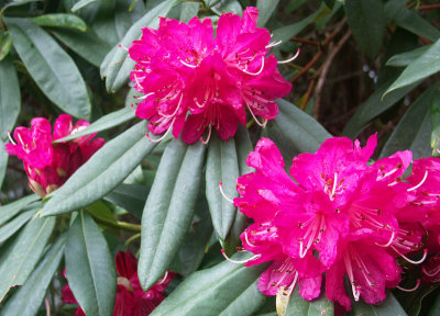 Rhododendrons