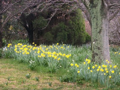 Daffodils in August