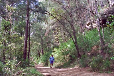 A fire trail west of Hornsby