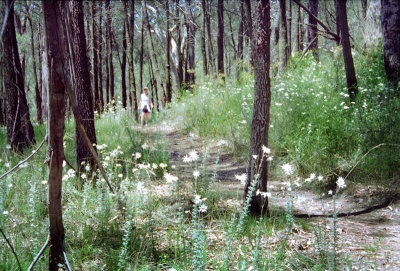 She-oaks and flannel flowers
